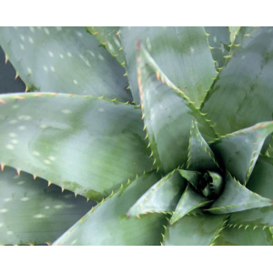 Forex square aloe vera