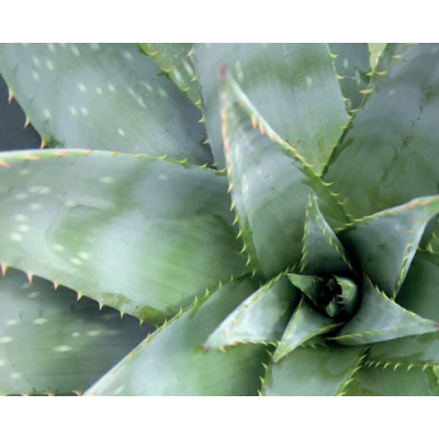 Forex square aloe vera Forex square aloe vera