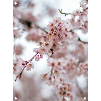 Tuinposter bloesem Tuinposter bloesem