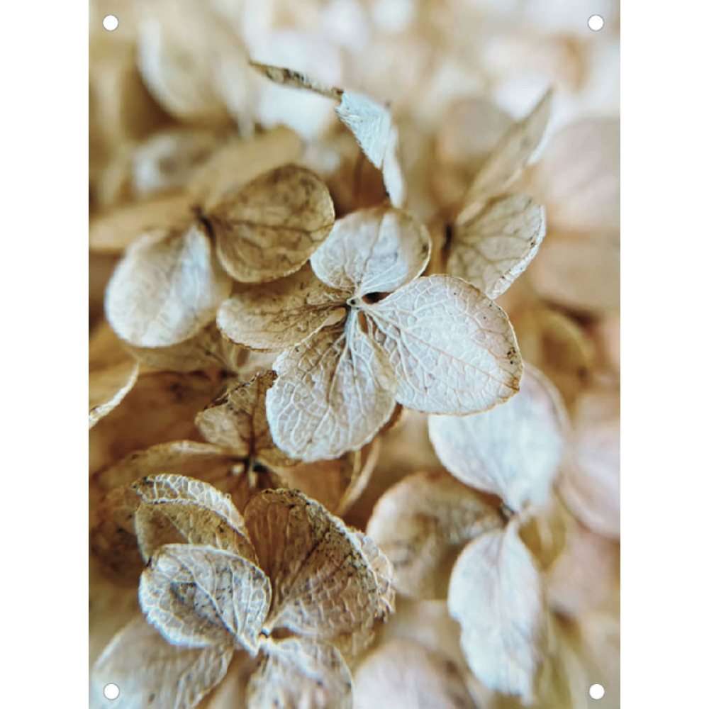 Tuinposter gedroogde hortensia