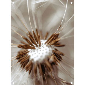 Tuinposter paardenbloem