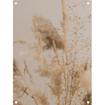 Tuinposter pampus