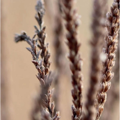Dried flower