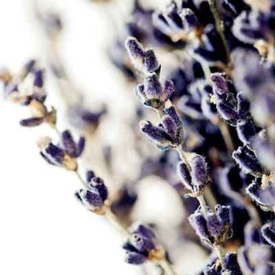 Lavendel