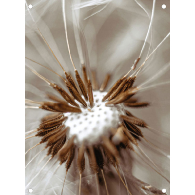 Paardenbloem
